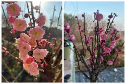 宮粉梅花和骨里紅的區別